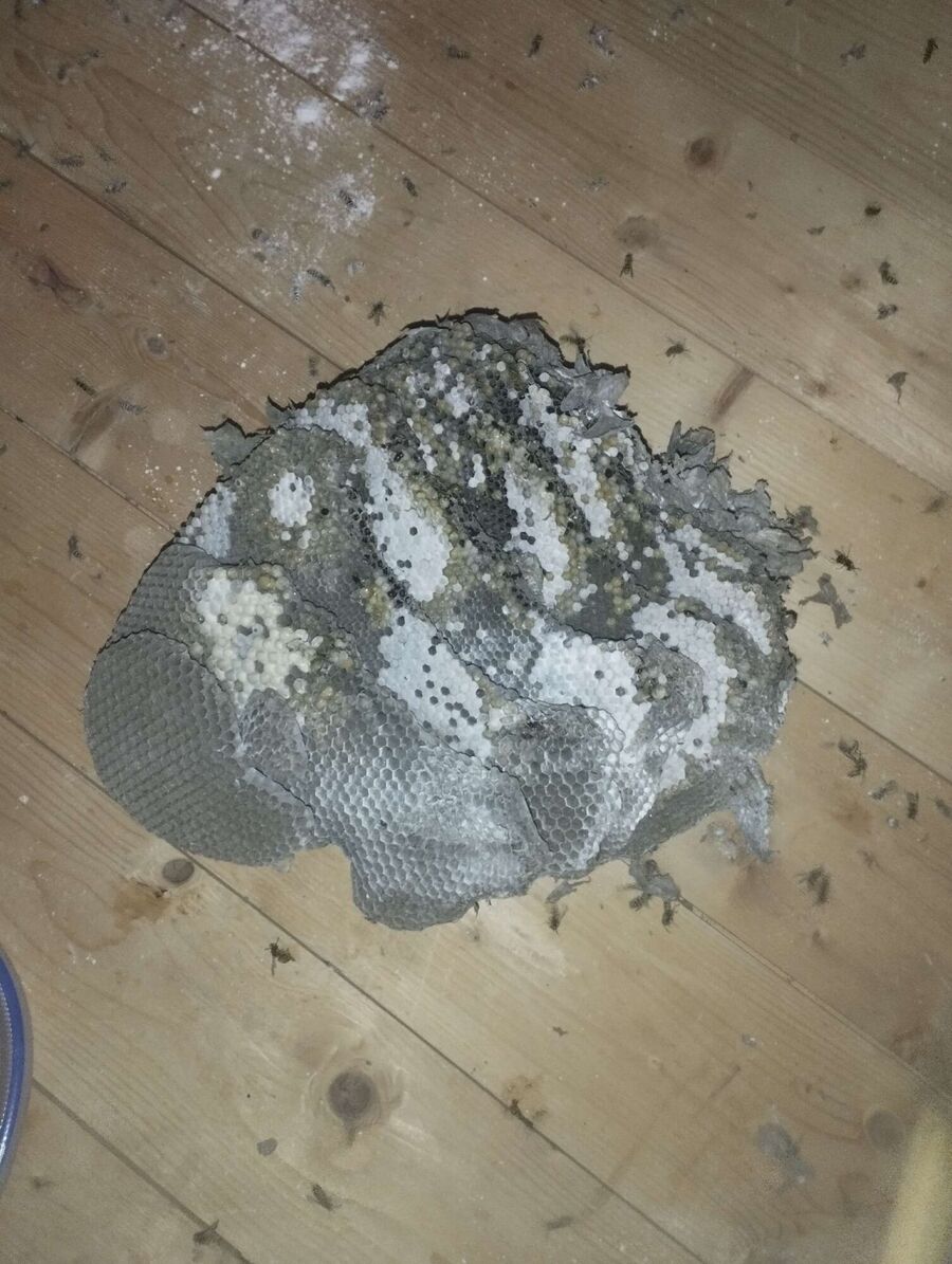 wespennest_entfernen