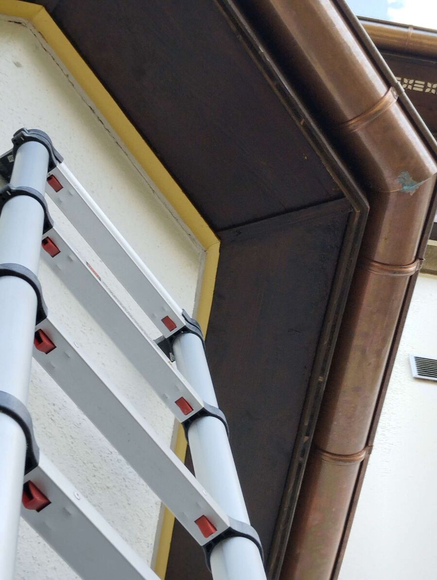 wespennest_entfernen