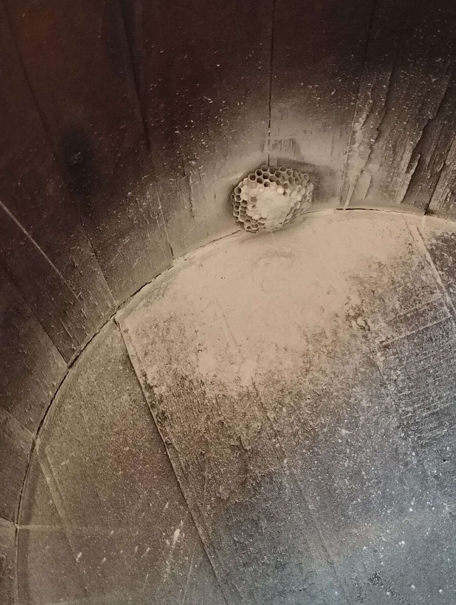 wespennest_entfernen