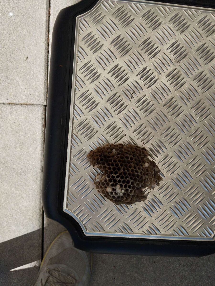 wespennest_entfernen