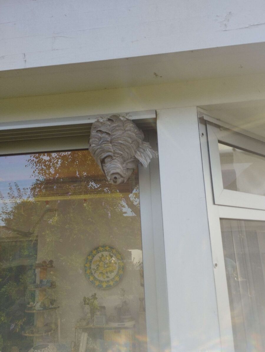 wespennest_entfernen