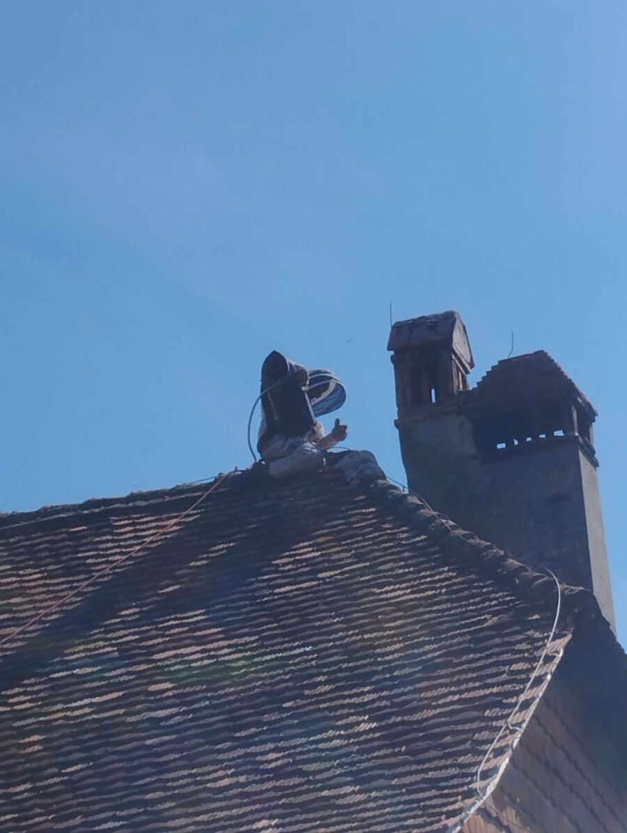 wespennest_entfernen