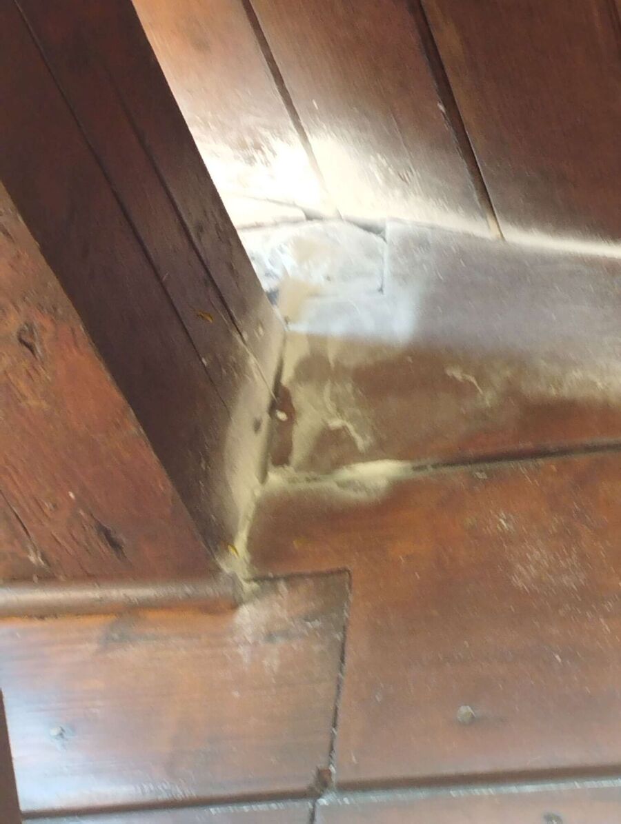 wespennest_entfernen