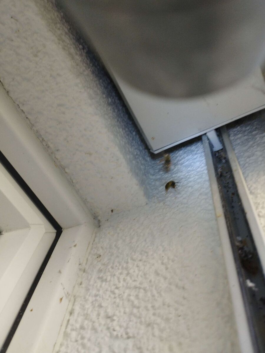 wespennest_entfernen