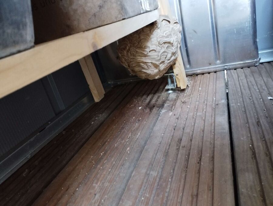 wespennest_entfernen