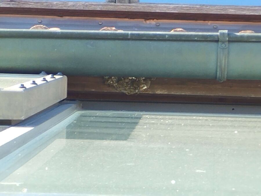 wespennest_entfernen