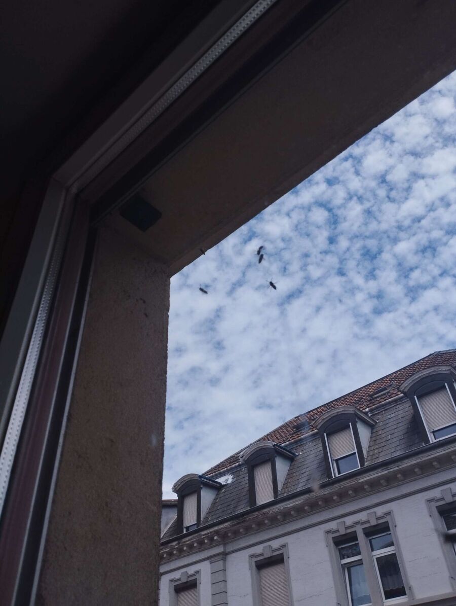 wespennest_entfernen