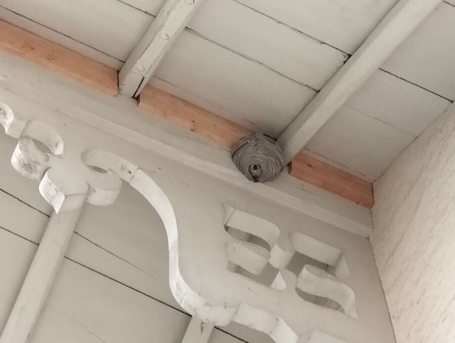 wespennest_entfernen