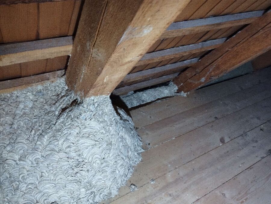 wespennest_entfernen