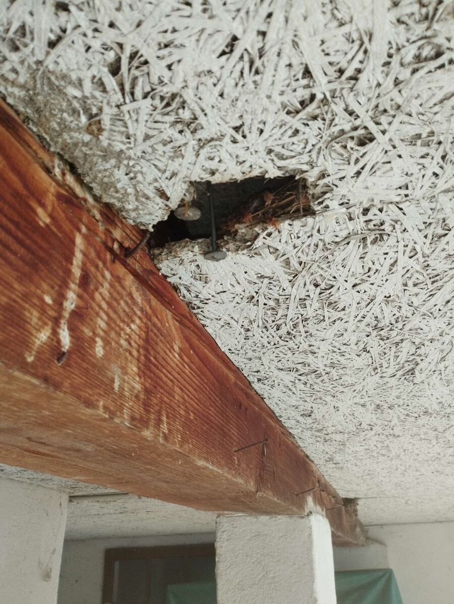 wespennest_entfernen