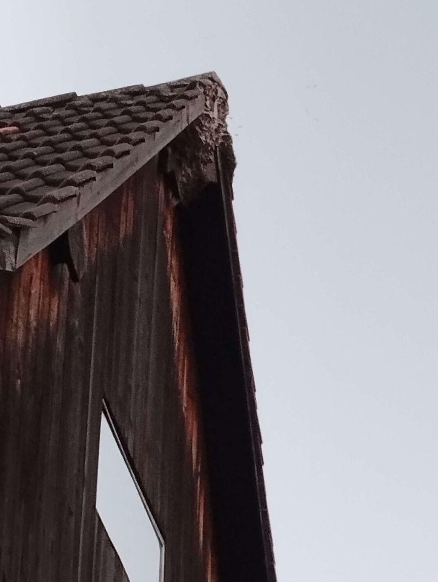 wespennest_entfernen