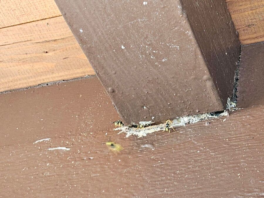 wespennest_entfernen