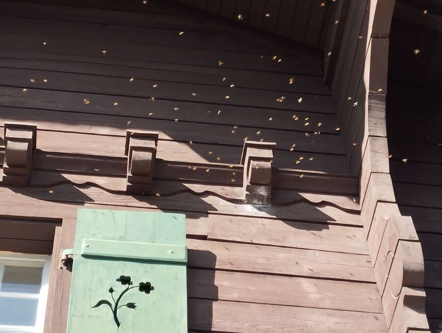 wespennest_entfernen