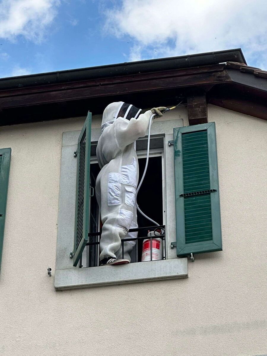 wespennest_entfernen