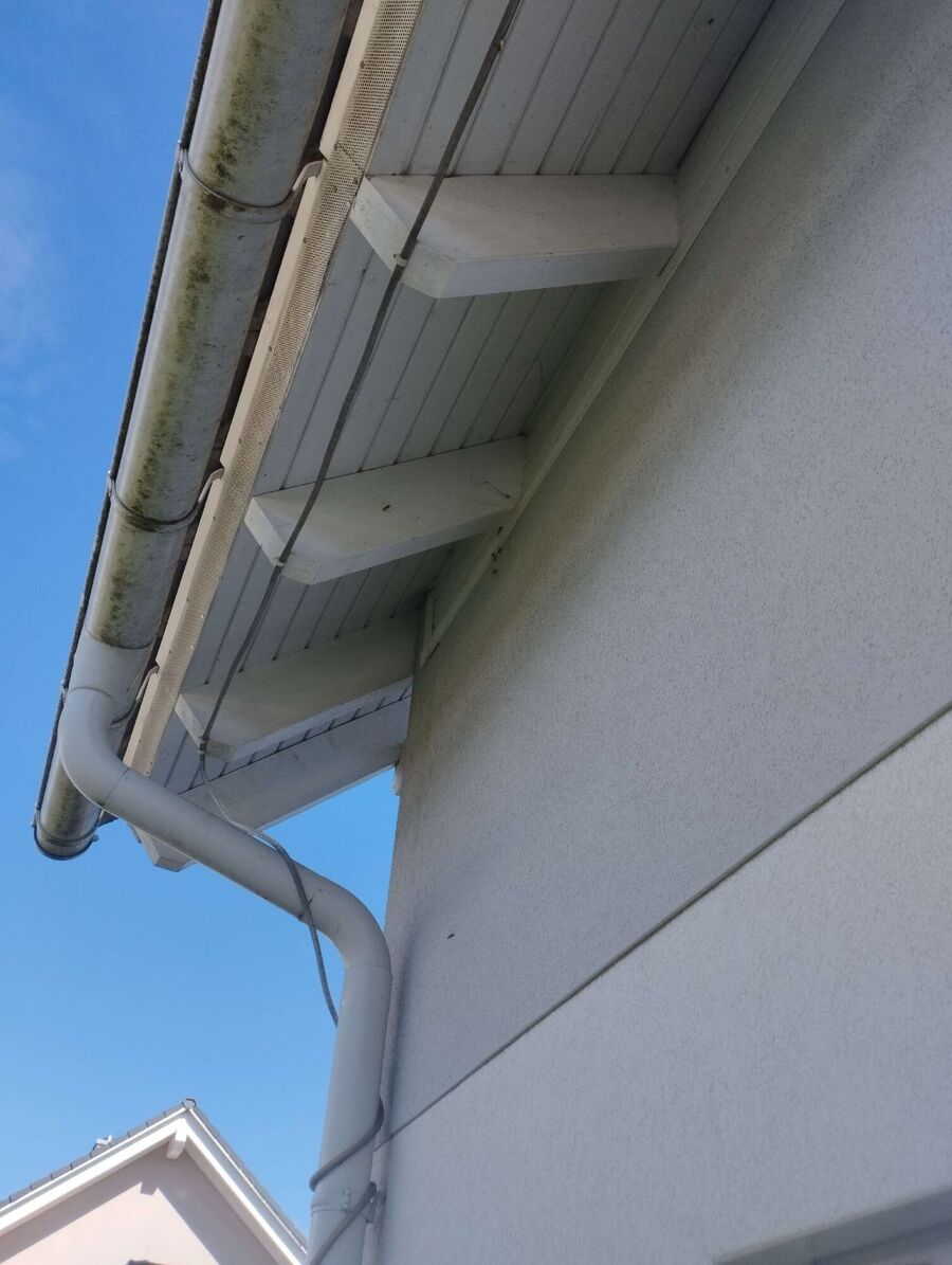 wespennest_entfernen