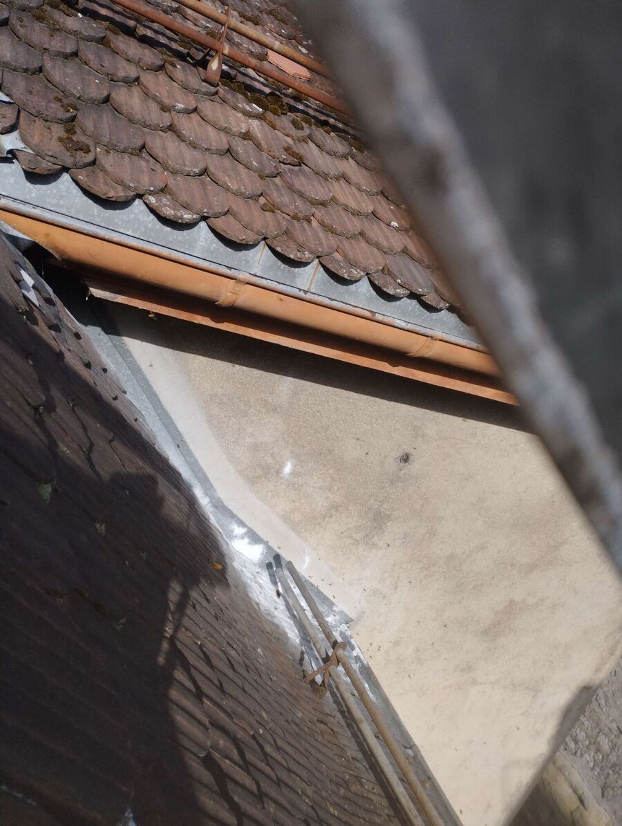 wespennest_entfernen