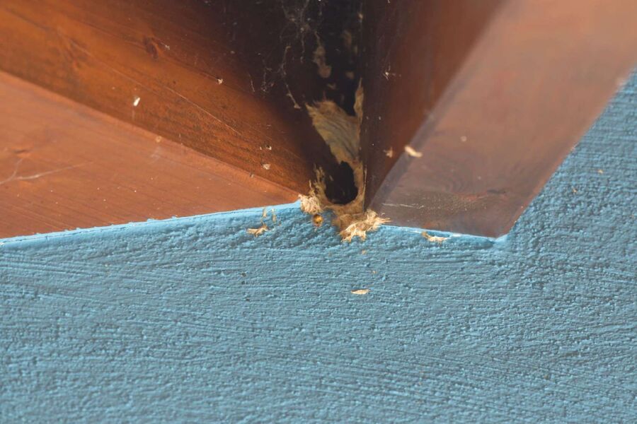 wespennest_entfernen