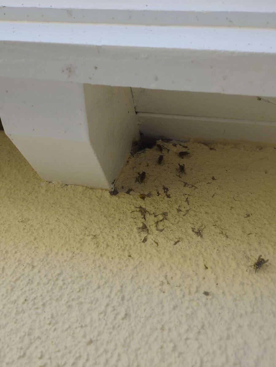 wespennest_entfernen