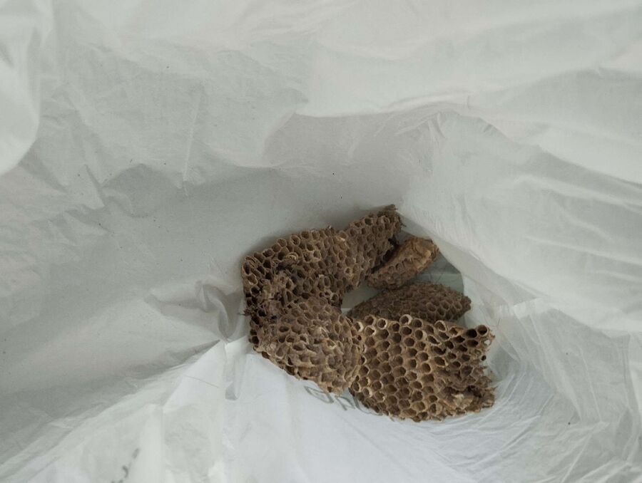 wespennest_entfernen