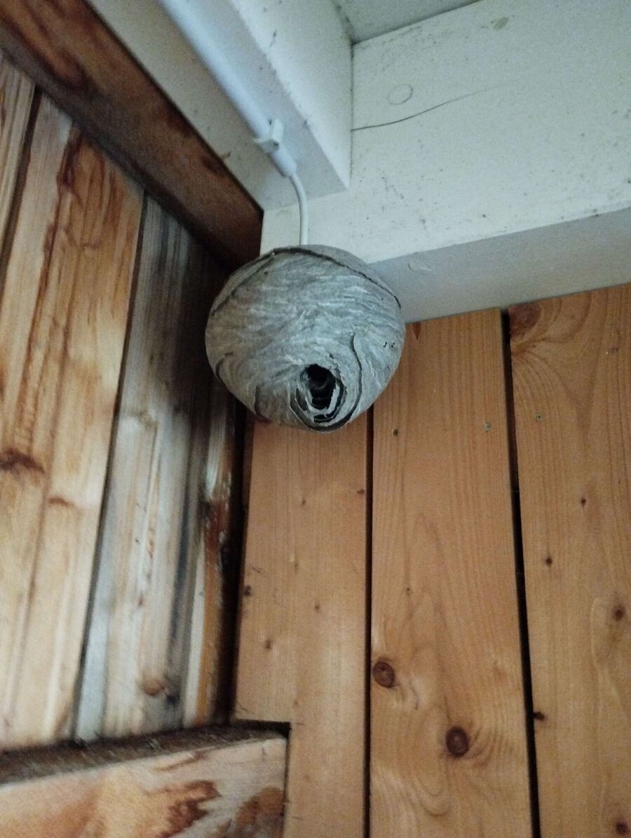 wespennest_entfernen