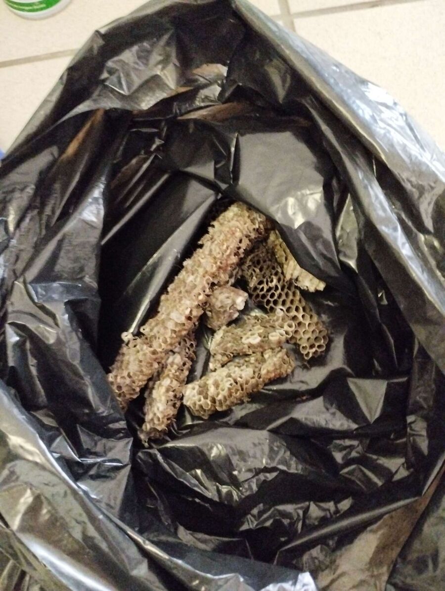 wespennest_entfernen