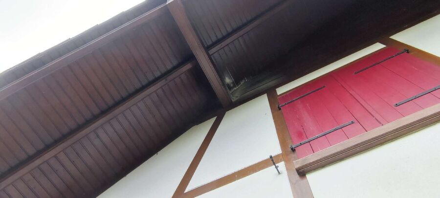 wespennest_entfernen