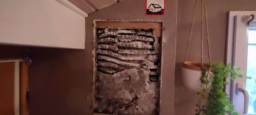 wespennest_entfernen