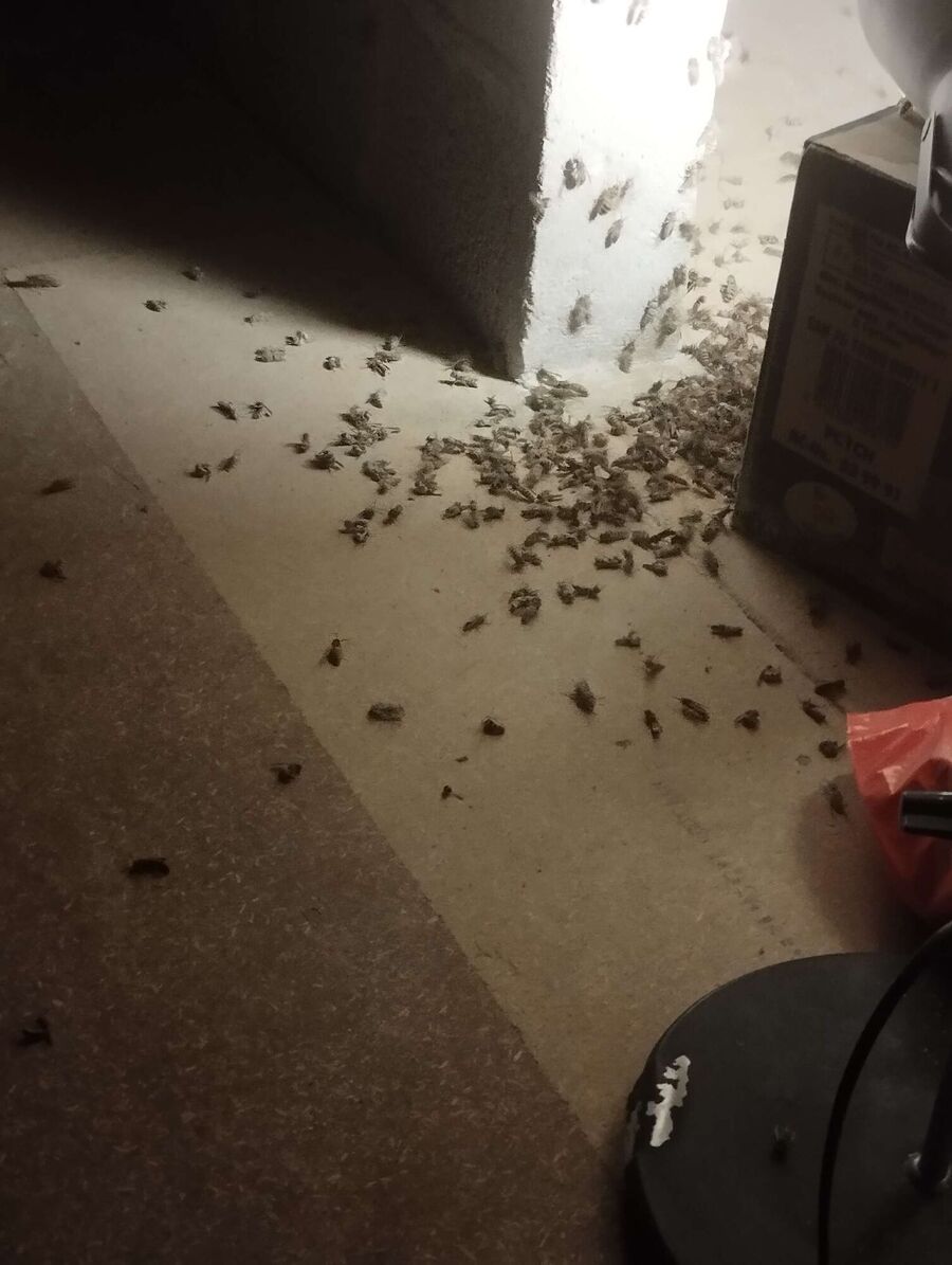 wespennest_entfernen