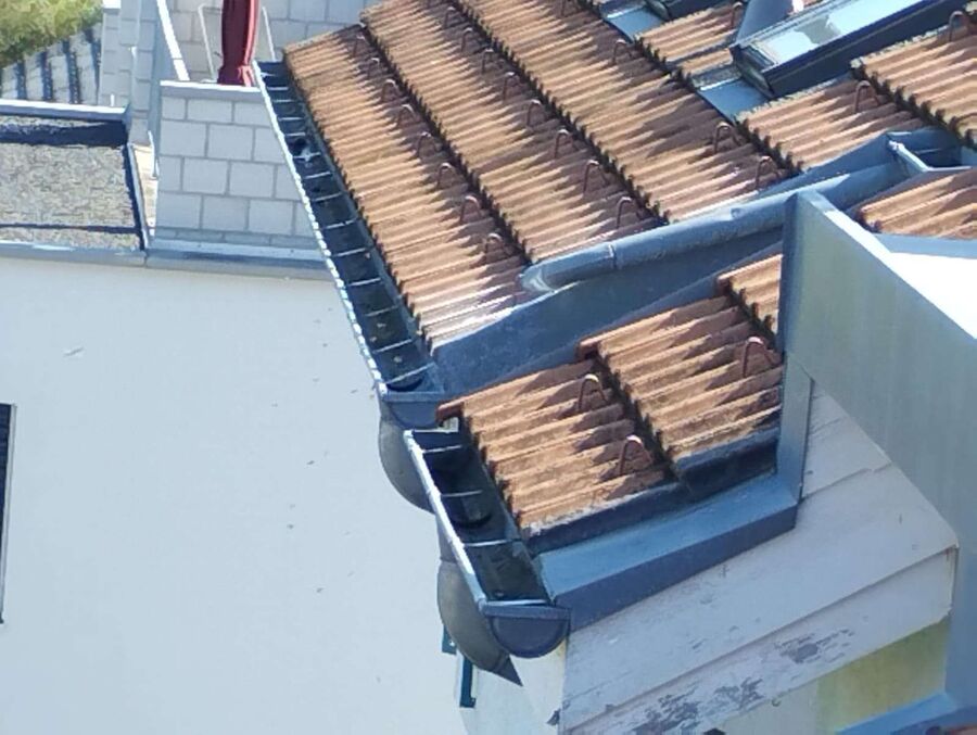 wespennest_entfernen