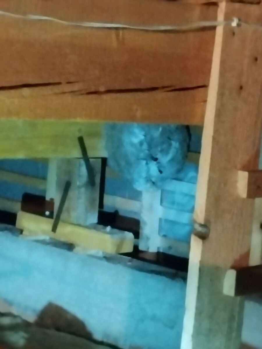 wespennest_entfernen