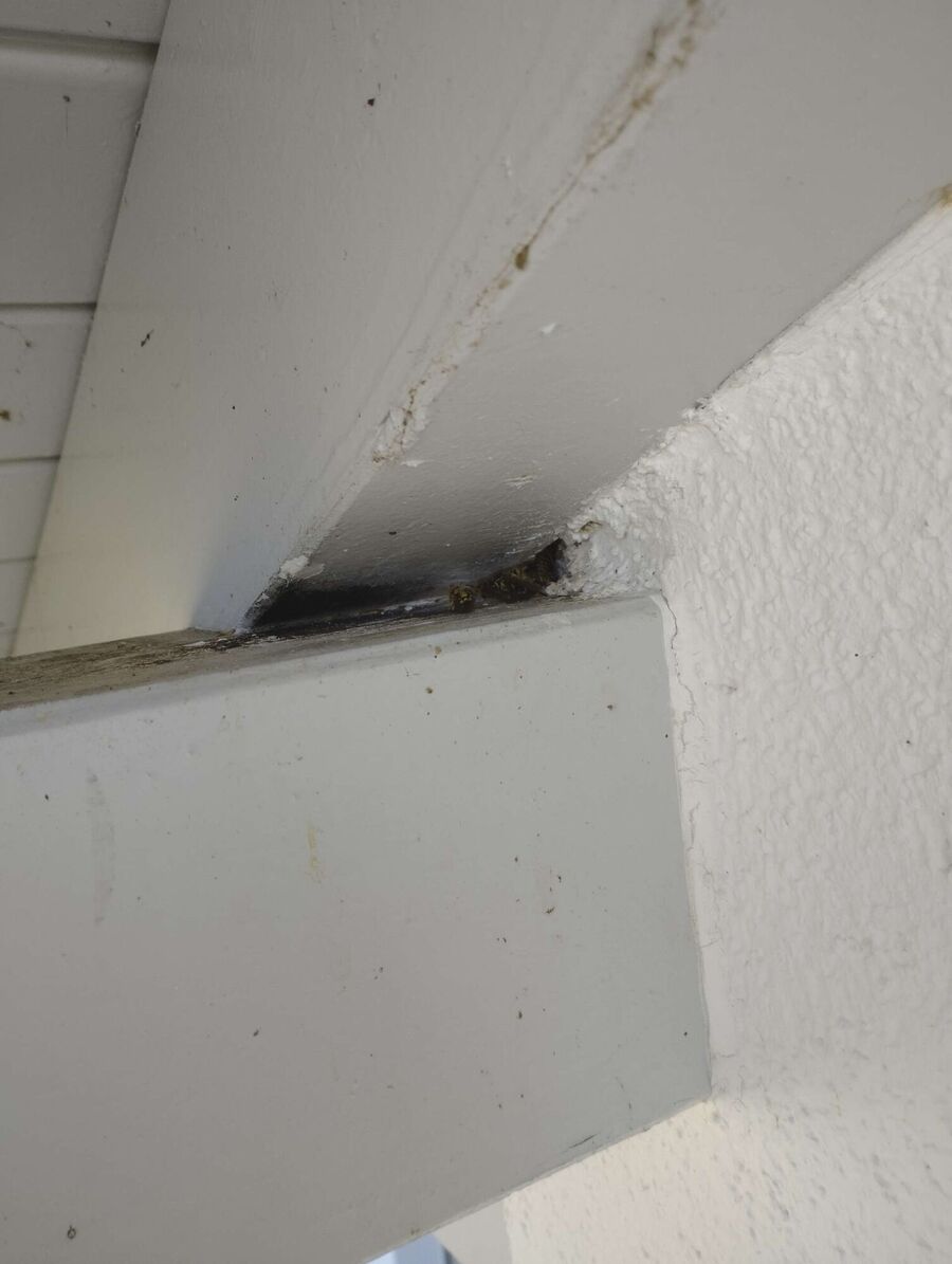 wespennest_entfernen