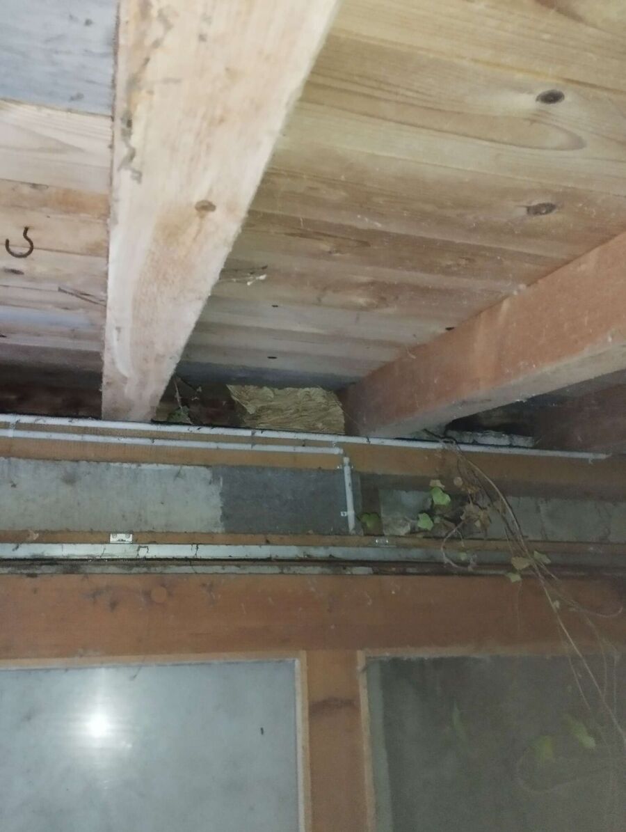 wespennest_entfernen