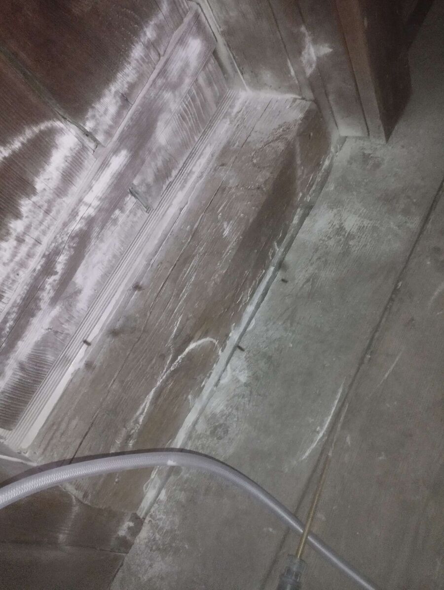 wespennest_entfernen