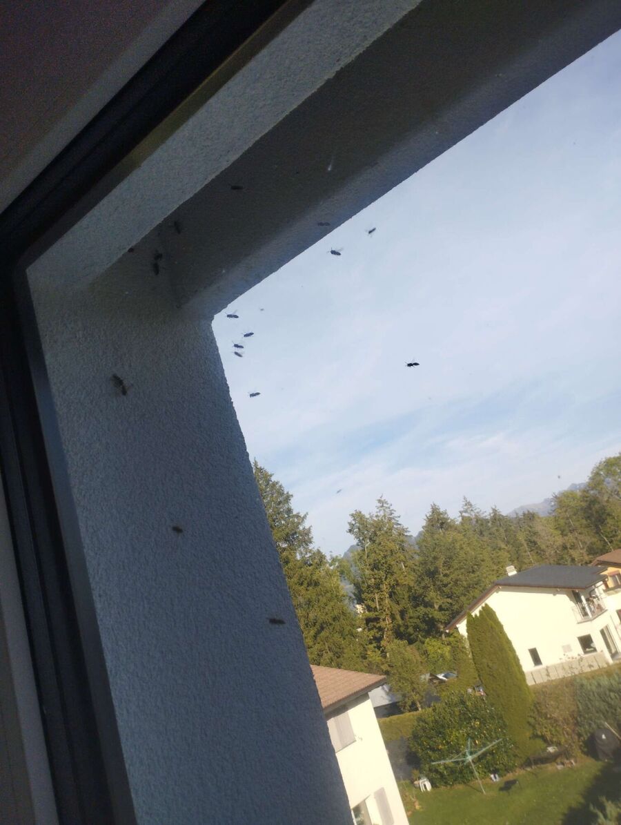 wespennest_entfernen