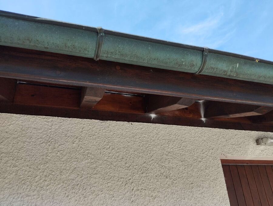 wespennest_entfernen