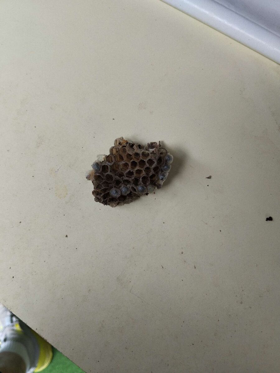 wespennest_entfernen