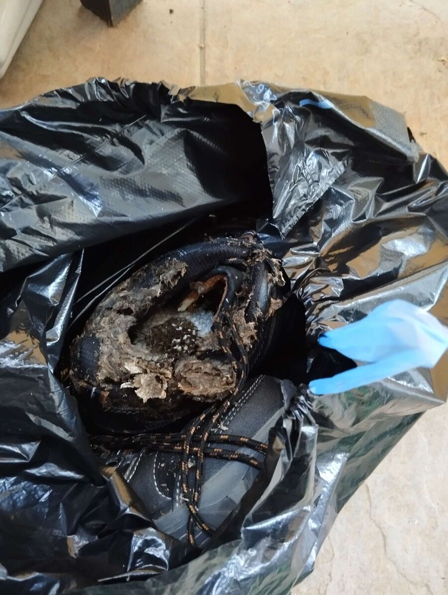 wespennest_entfernen