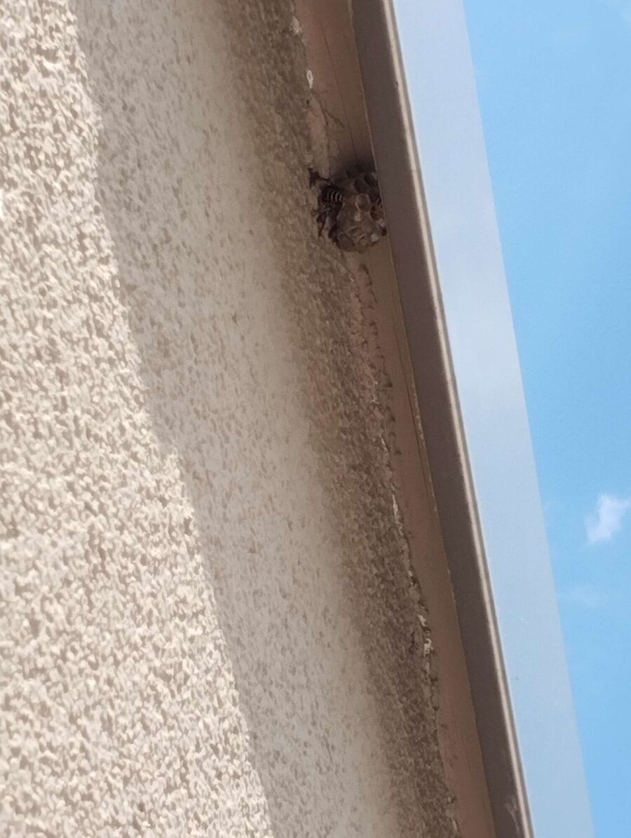 wespennest_entfernen