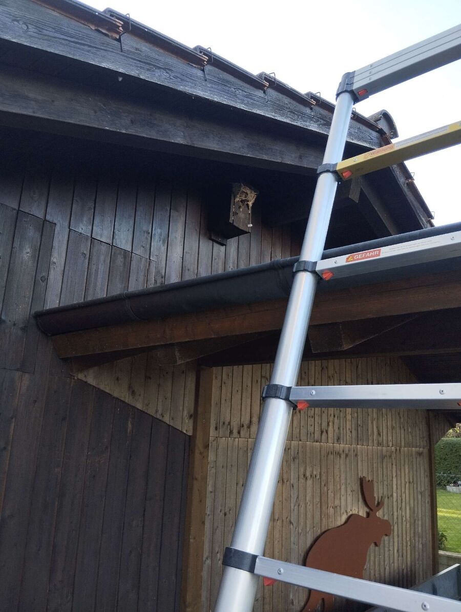 wespennest_entfernen