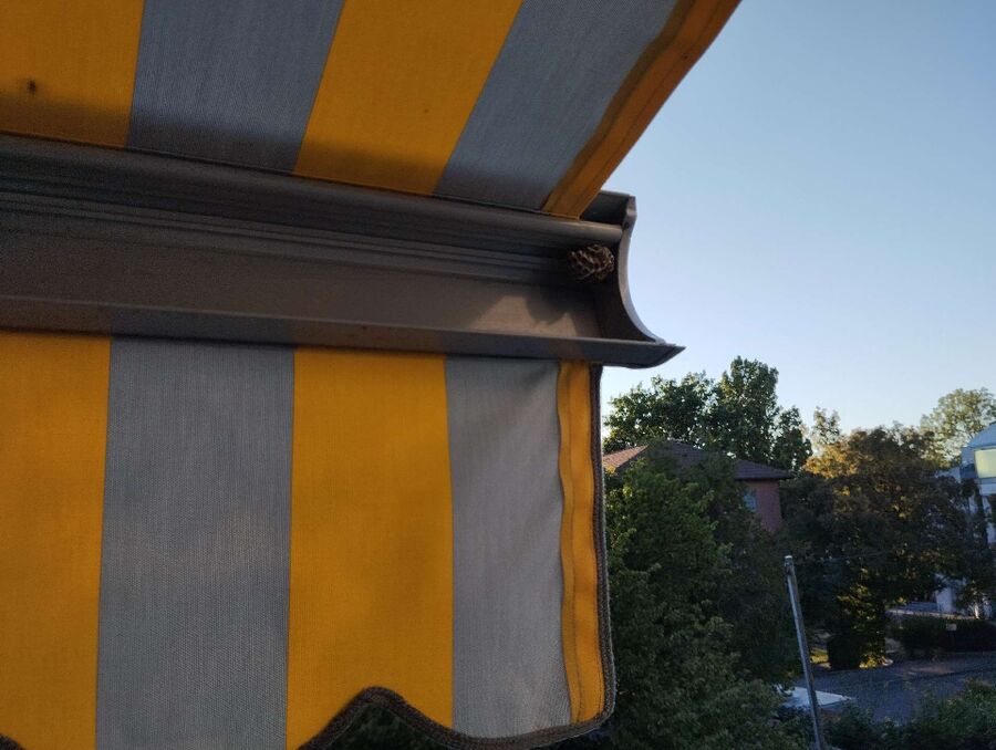 wespennest_entfernen