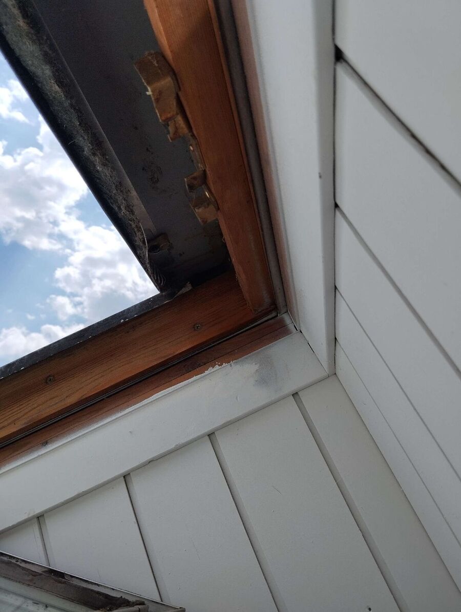 wespennest_entfernen