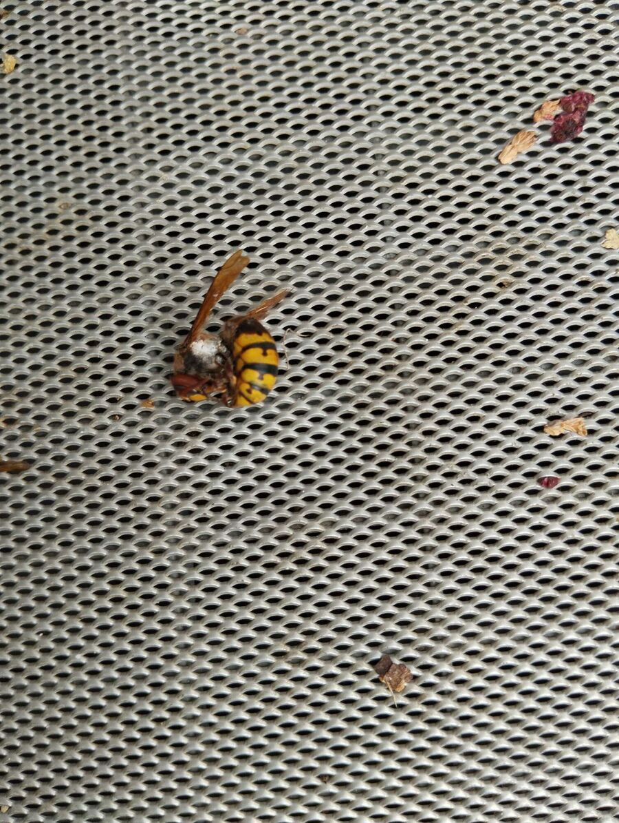 wespennest_entfernen