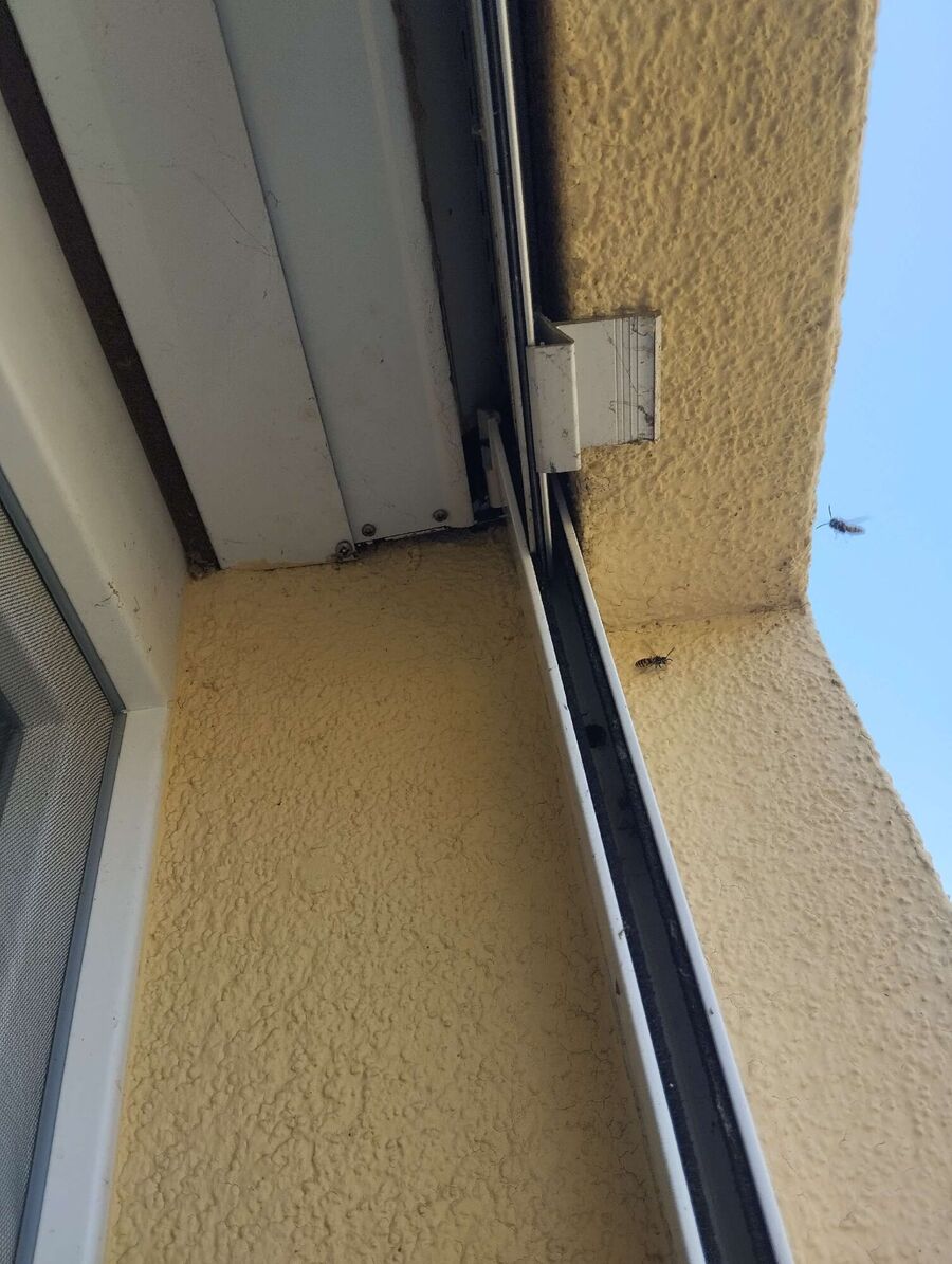 wespennest_entfernen