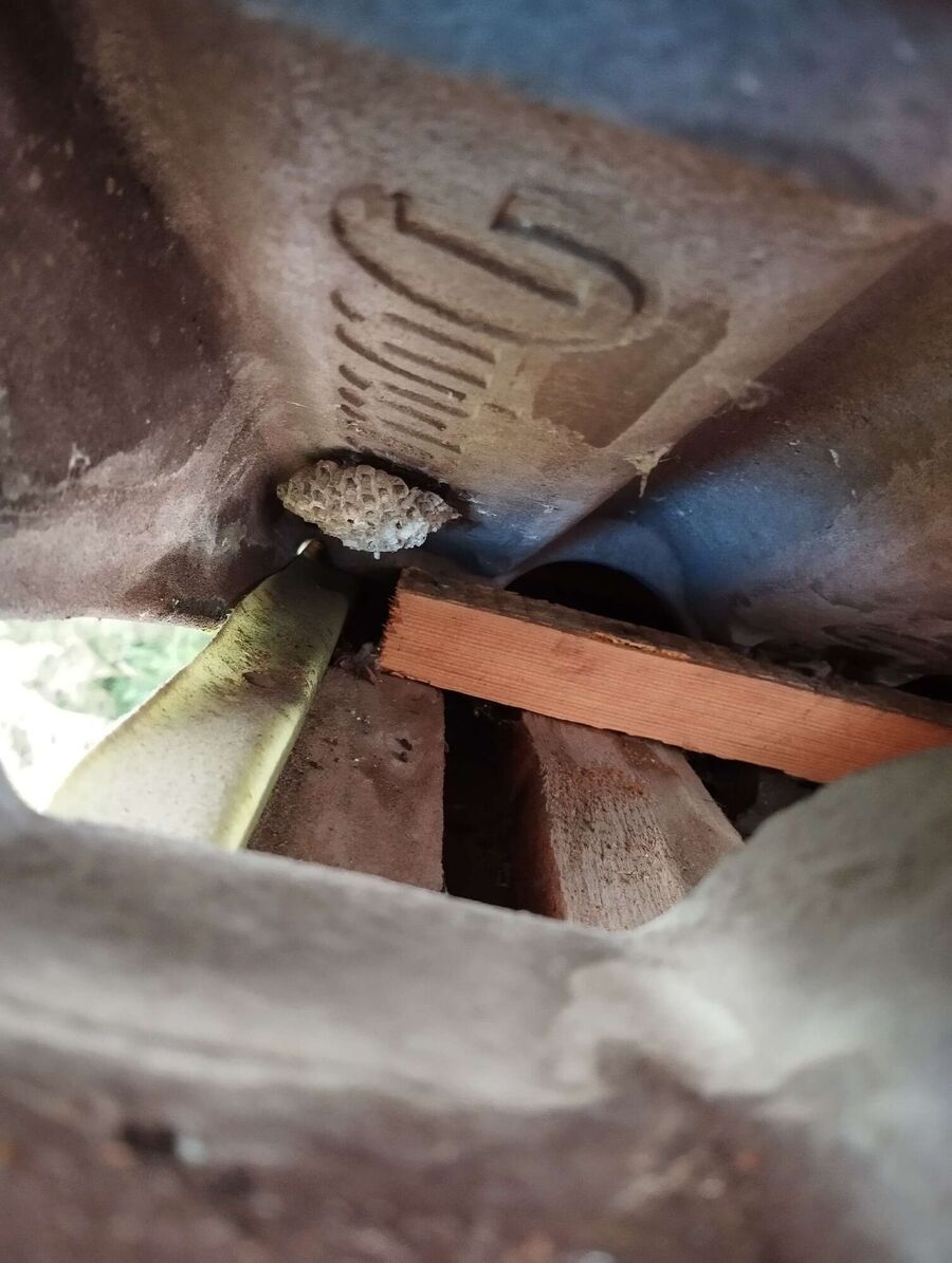 wespennest_entfernen