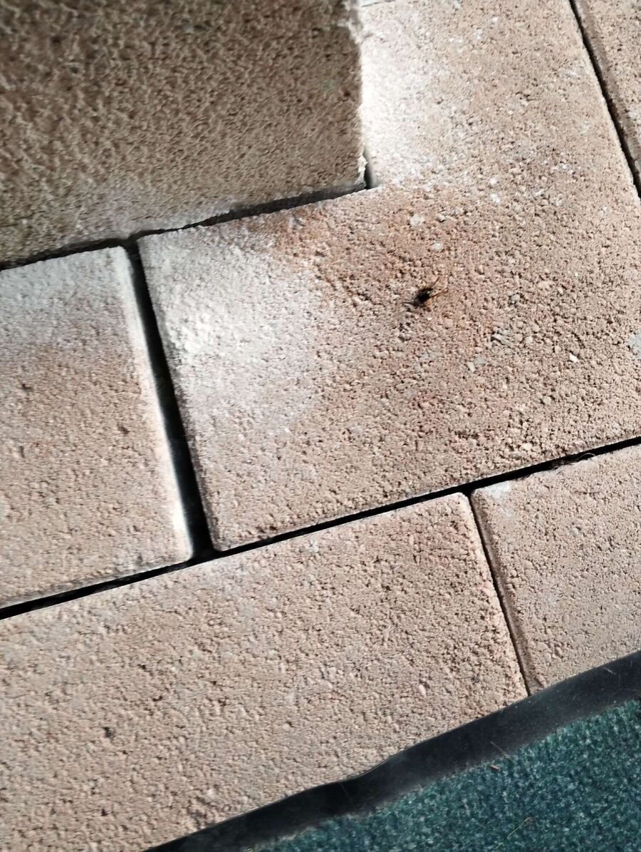 wespennest_entfernen