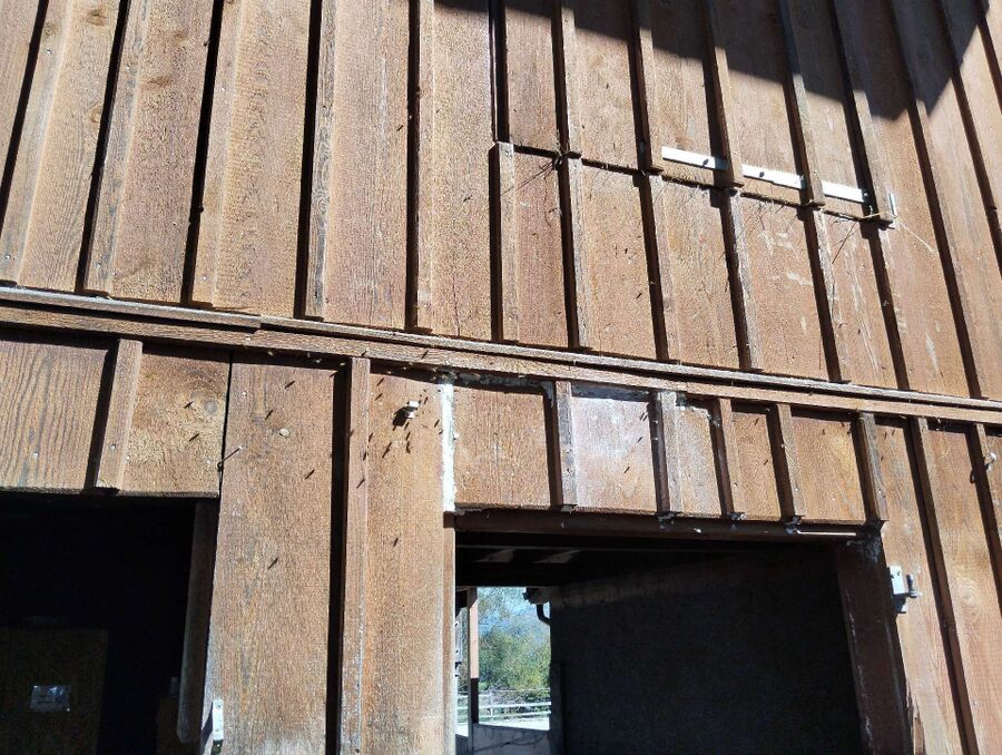 wespennest_entfernen