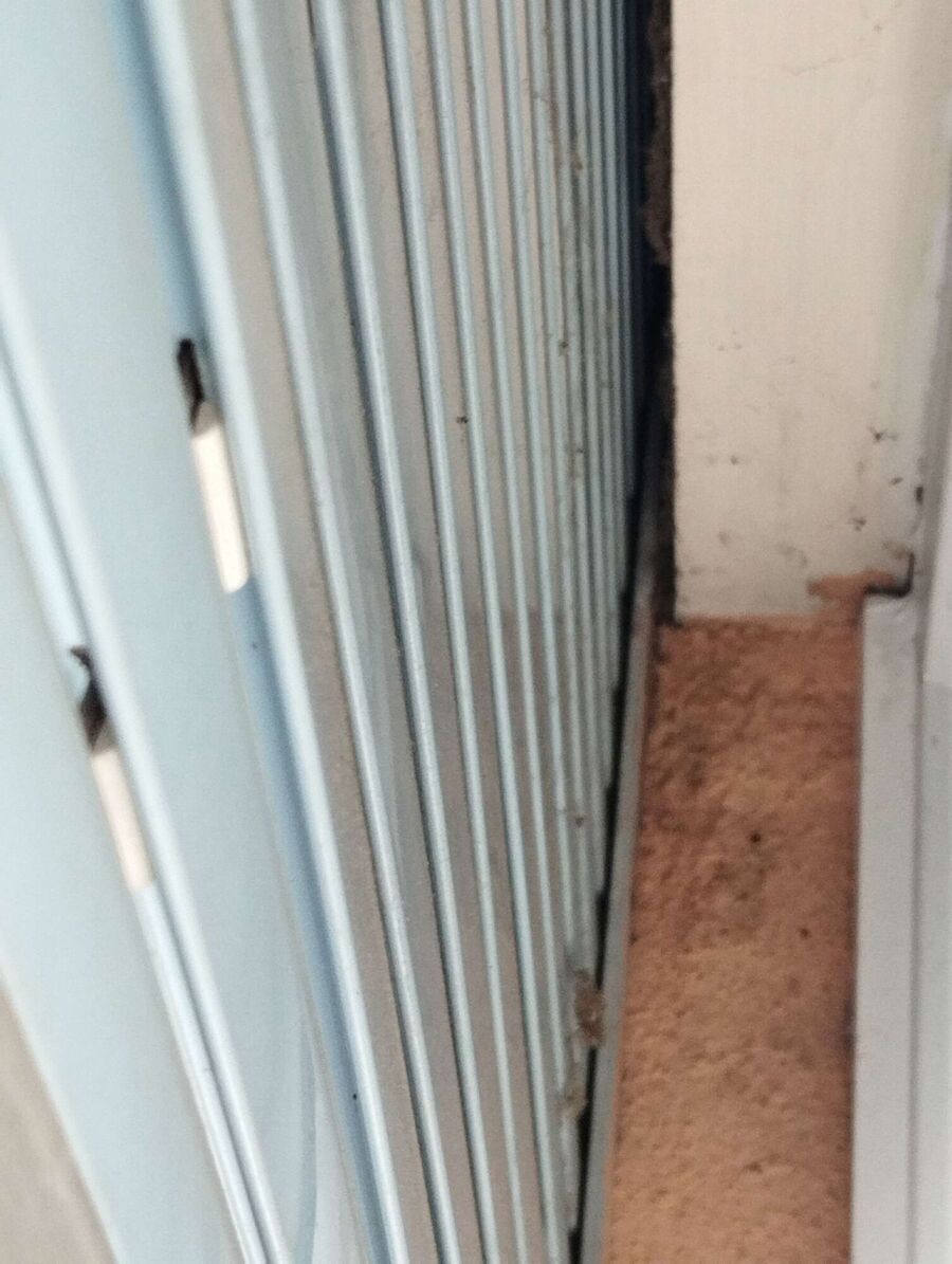 wespennest_entfernen