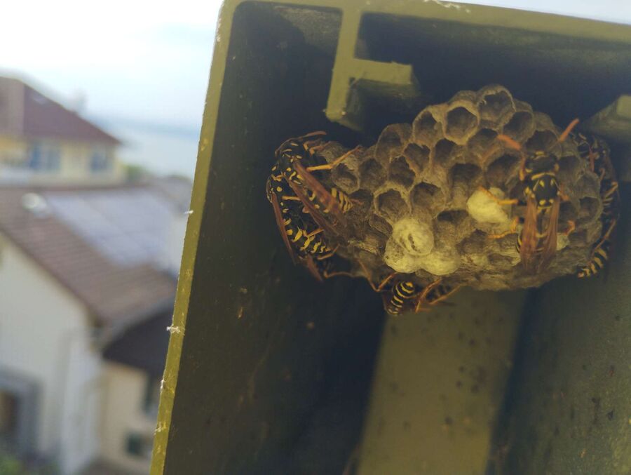wespennest_entfernen