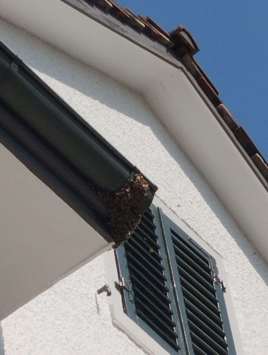 wespennest_entfernen