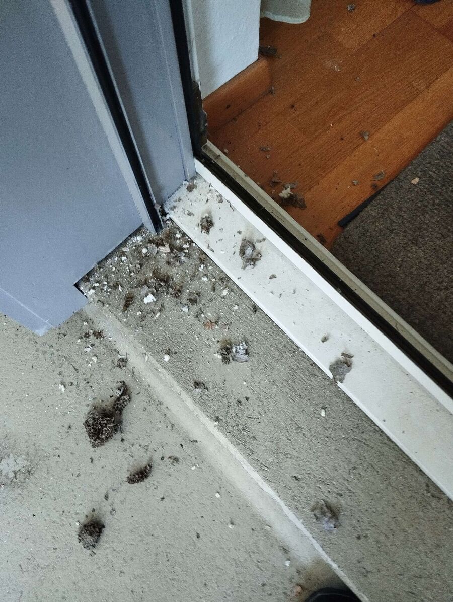 wespennest_entfernen